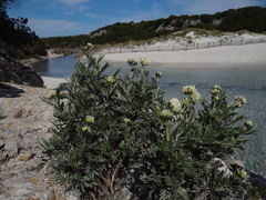 Anthyllis barba-jovis