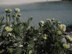 Anthyllis barba-jovis