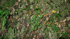 Hymenophyllum cupressiforme