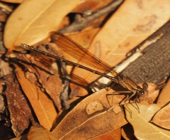 Argia sedula