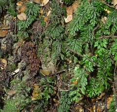 Hymenophyllum cupressiforme