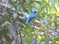 Cotinga amabilis