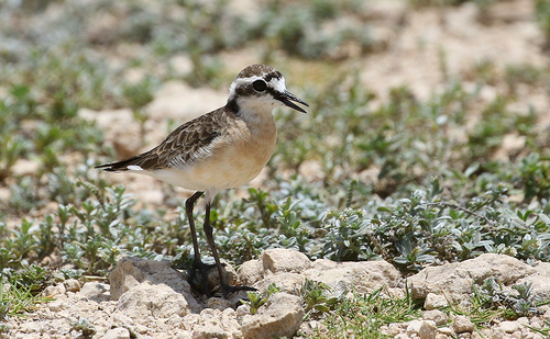 iNaturalist image