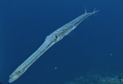 Fistularia commersonii
