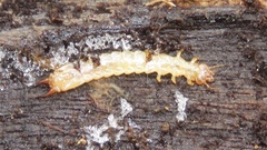 Dendroides canadensis
