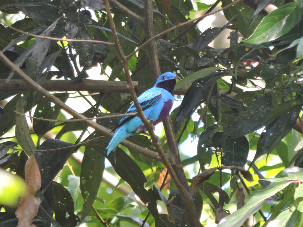 Lovely Cotinga