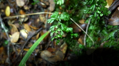 Hymenophyllum cupressiforme