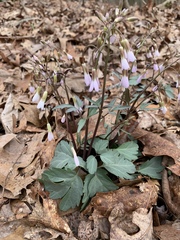 Cardamine angustata