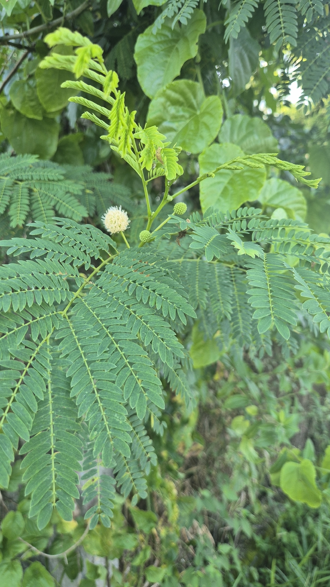 Leucaena leucocephala