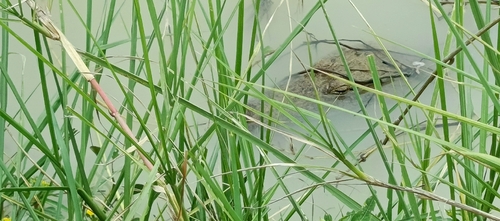 West African Crocodile