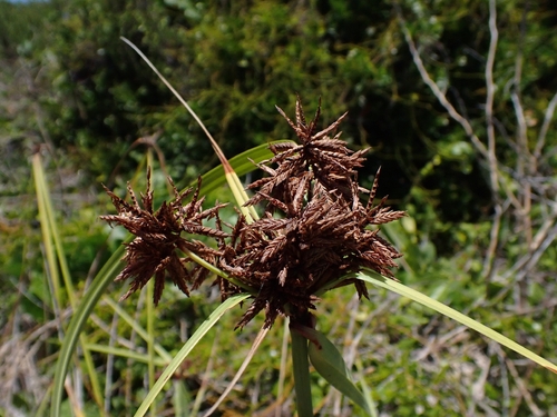 Cyperus planifolius, 2026-04-23