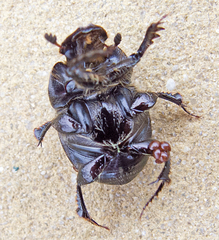 Onthophagus lucidus