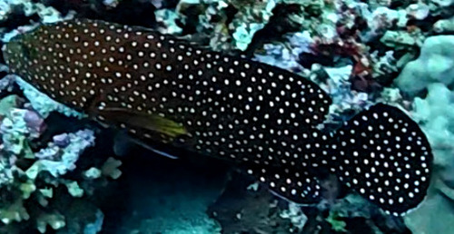 Cephalopholis miniata