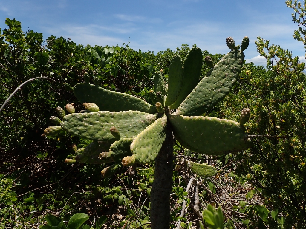 Consolea rubescens; photograph (c) Kurt Miller, some rights reserved (CC BY-SA)