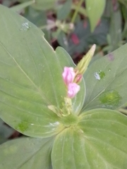 Spigelia
