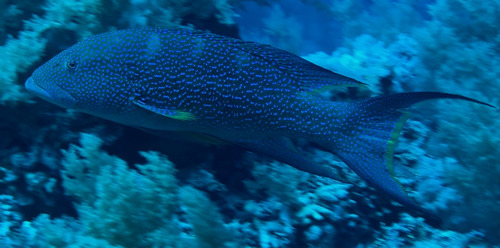 Variola louti