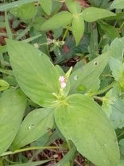 Spigelia