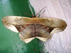 Chorodna metaphaearia