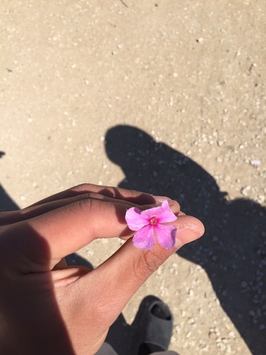 Madagascar Periwinkle