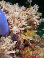 Stereosoma celebense