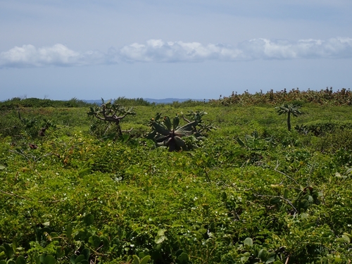 Consolea rubescens, photograph 5