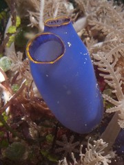 Aplousobranchia