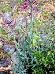 Boechera sparsiflora