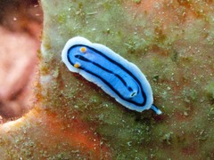 Chromodoris