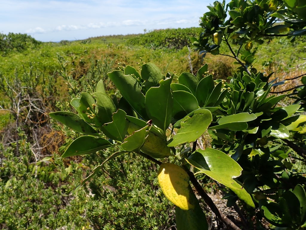 Erithalis fruticosa; photograph (c) Kurt Miller, some rights reserved (CC BY-SA)