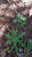 Psacaliopsis purpusii