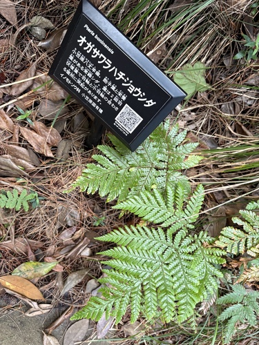 Pteris boninensis iNat (1)