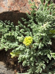 Lomatium mohavense