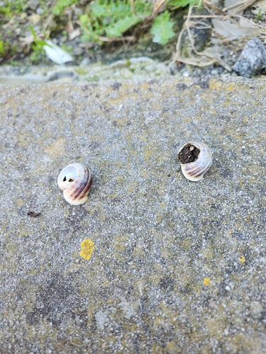 Eobania vermiculata