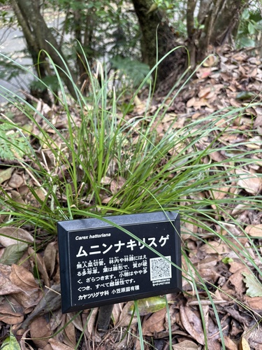Carex hattoriana iNat (2)
