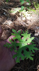 Psacaliopsis purpusii