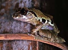 Efulen Forest Tree Frog photo 1