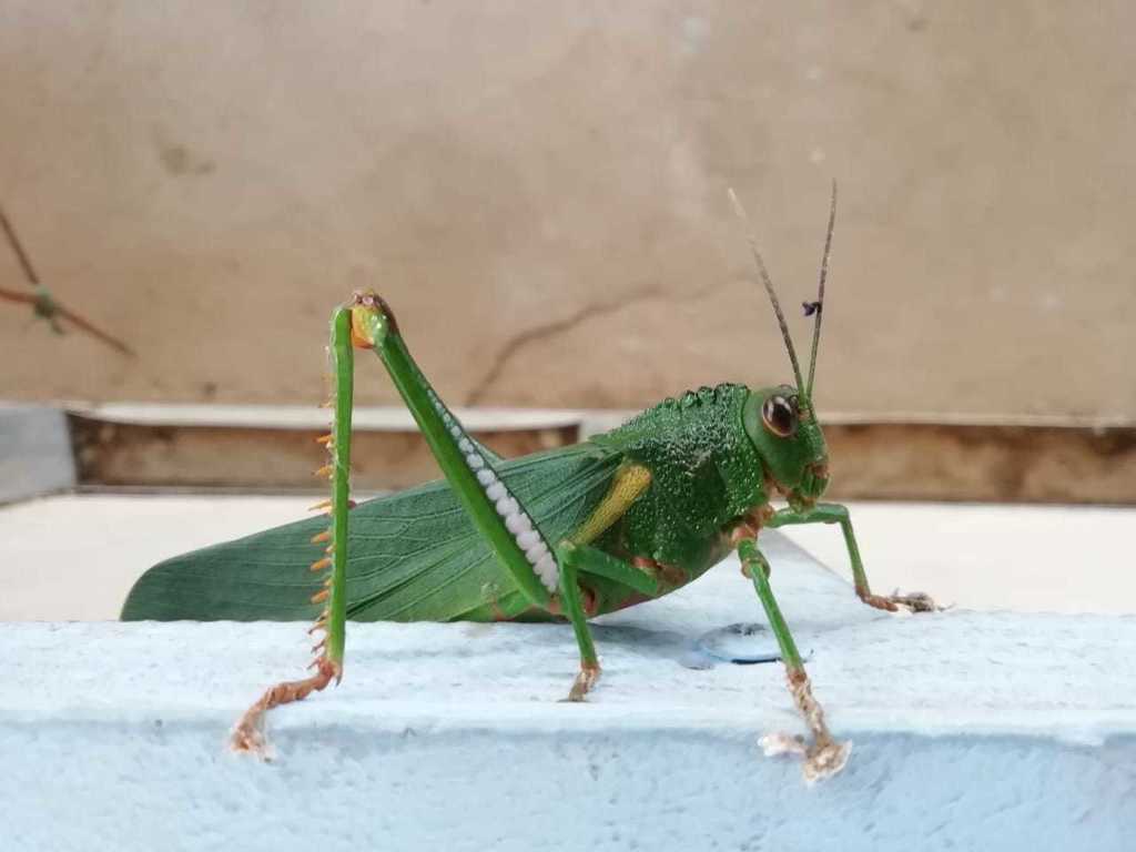 Titanacris albipes