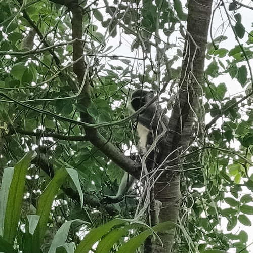 Tantalus Monkey