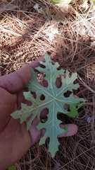 Psacaliopsis purpusii