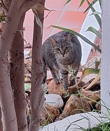 Avistamiento Gato montés (Sierra Nevada)