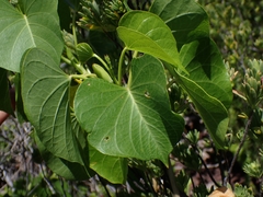 Ipomoea violacea, photograph (c) Kurt Miller, some rights reserved (CC BY-SA)