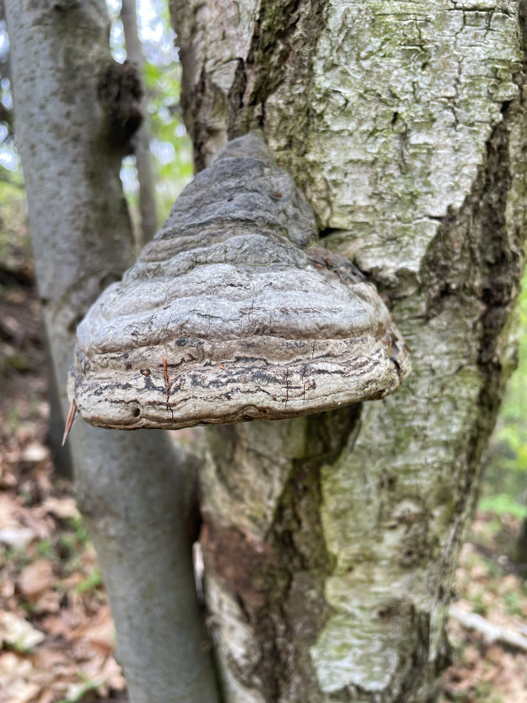 Fomes fomentarius · April 2026 · photo: © darrkflower (iNaturalist, cc0)
