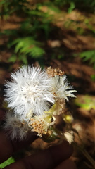 Psacaliopsis purpusii