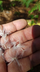 Psacaliopsis purpusii