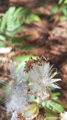 Psacaliopsis purpusii