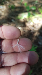 Psacaliopsis purpusii