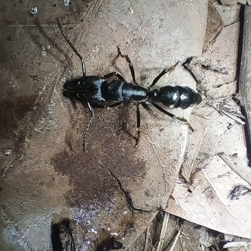 African stink ant