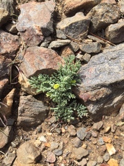 Lomatium mohavense