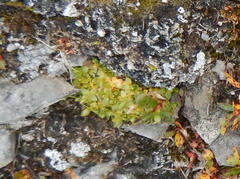 Stellaria humifusa