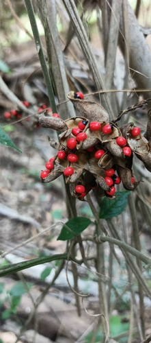 rosary pea